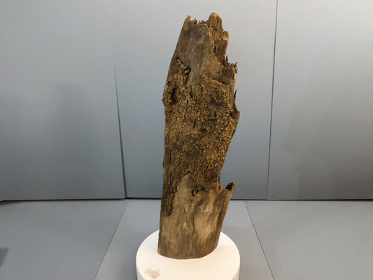 Nature-shaped wood fragment, Aged Forest Wood, Perfect for Rustic DIY Projects, Home Decor, or Unique Crafting Needs #012