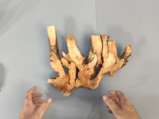 Live Edge Hazel Bush Root Wood Slice for Epoxy Resin Project or Natural Rustic DIY Home Decor #006