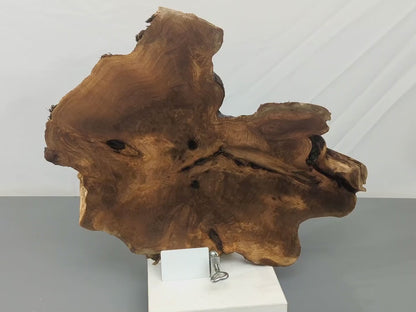 Live Edge English Walnut Root Wood Slice for Epoxy Resin Project or Natural Rustic Home Decor #022
