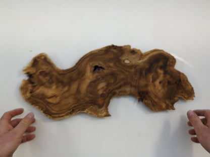 Raw Japanese Pagoda Tree Live Edge Wood Slab Figured Burl Slice For Custom Woodworking #005