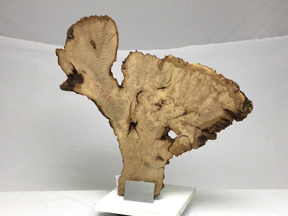 Live Edge Black Locust Root Wood Slice for Epoxy Resin Project or Natural DIY Home Decor #4