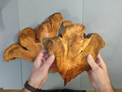 Wild Cherry Wood Slice Set of 3 Live Edge Split Rounds for Resin Art #006
