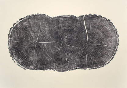 Irregular, elongated dark oak tree cross-section print, showing detailed growth rings, radial lines, and a crack.
