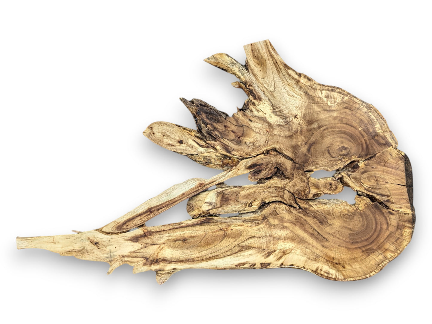 A single, gnarled root wood slab displaying complex swirling grain patterns and natural live edge voids.