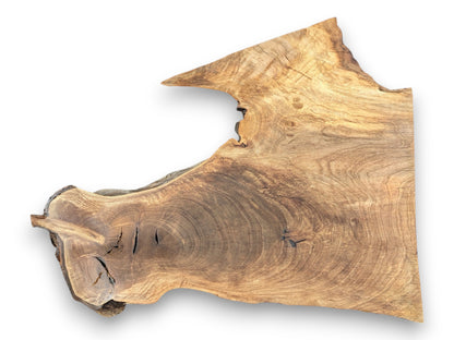 Overhead view of an irregular walnut root slice, detailing its swirling grain and natural live edge.