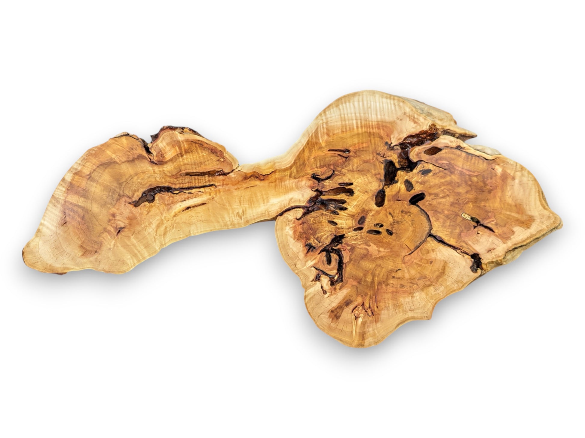 Full top-down view of a light-colored willow root slab featuring a bi-lobed shape and dark crevices.