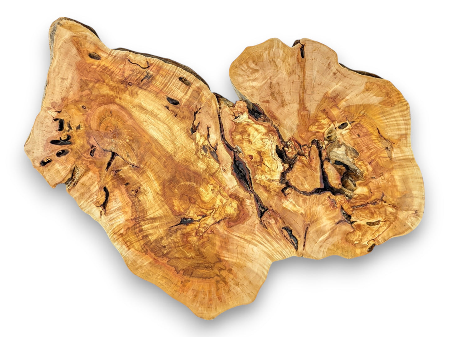 Overhead view of a complete weeping willow root slab, highlighting its complex grain and natural dark crevices.