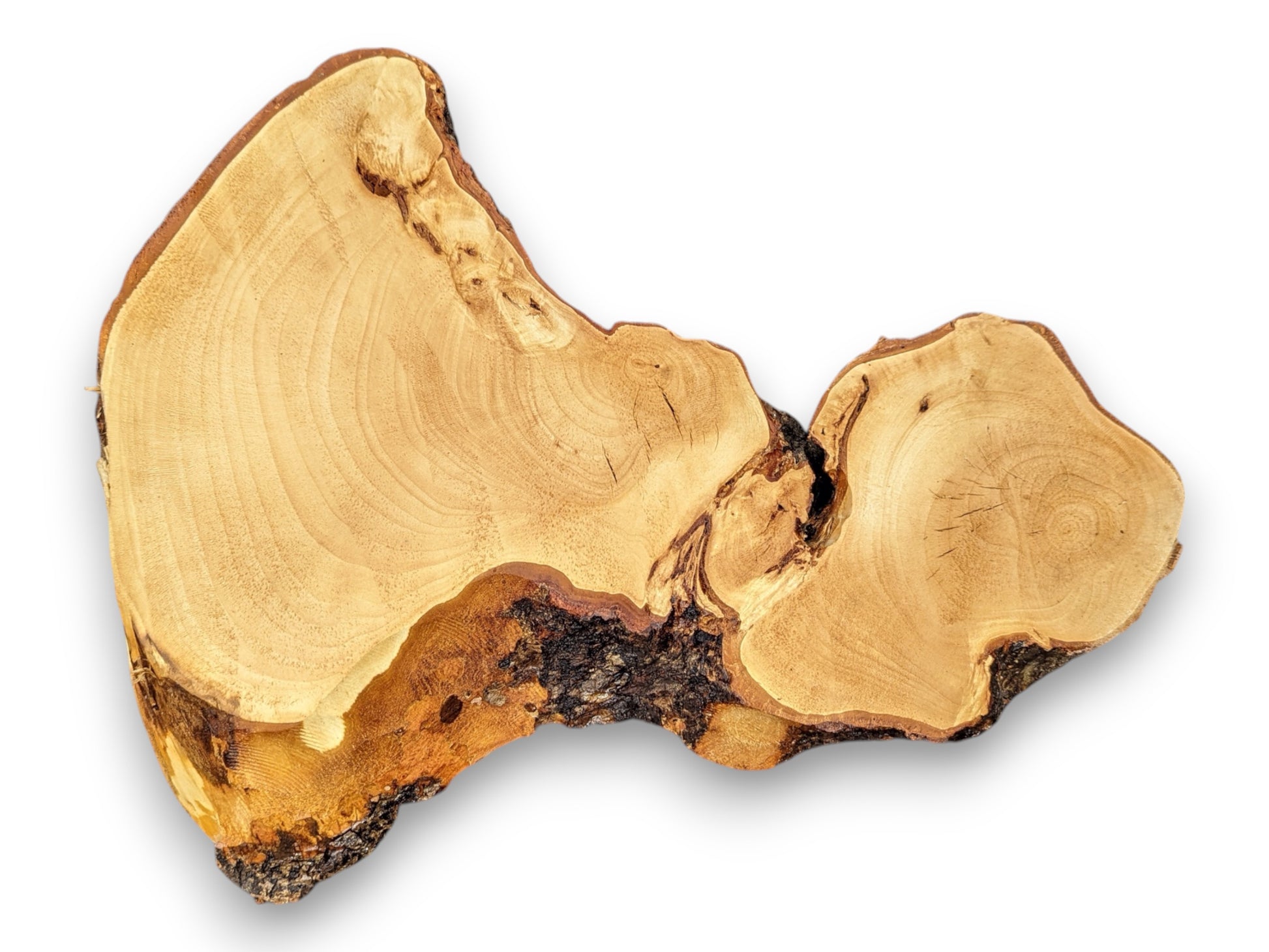 Irregularly shaped linden root wood slice displaying light yellowish grain, concentric rings, and dark rough bark.