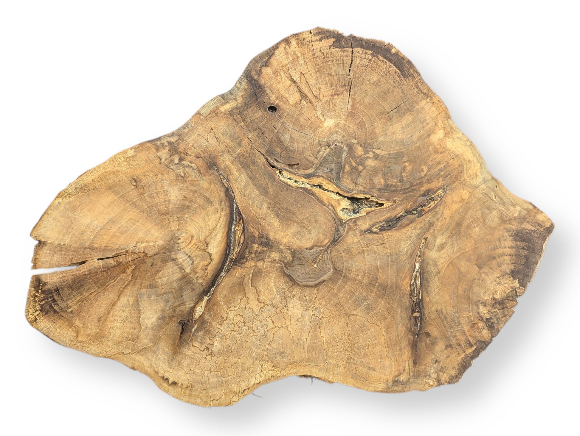 Organic English walnut root wood slice displaying varied brown tones, prominent growth rings, and multiple deep cracks.