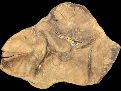 Irregularly shaped English walnut root wood slice with visible annual rings, natural cracks, and dark voids.