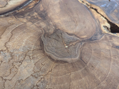 English walnut root wood slice with a dark core, prominent grain, concentric rings, and radiating cracks.