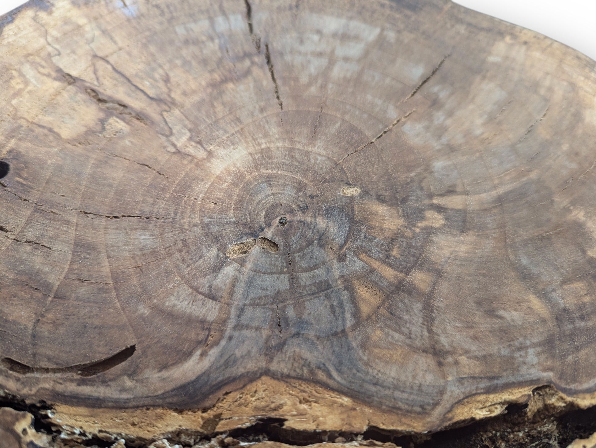 Close-up of a natural English walnut root wood slice, showing annual rings, prominent grain, cracks, and voids.