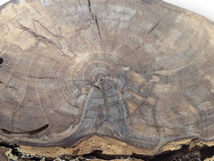Close-up of a natural English walnut root wood slice, showing annual rings, prominent grain, cracks, and voids.