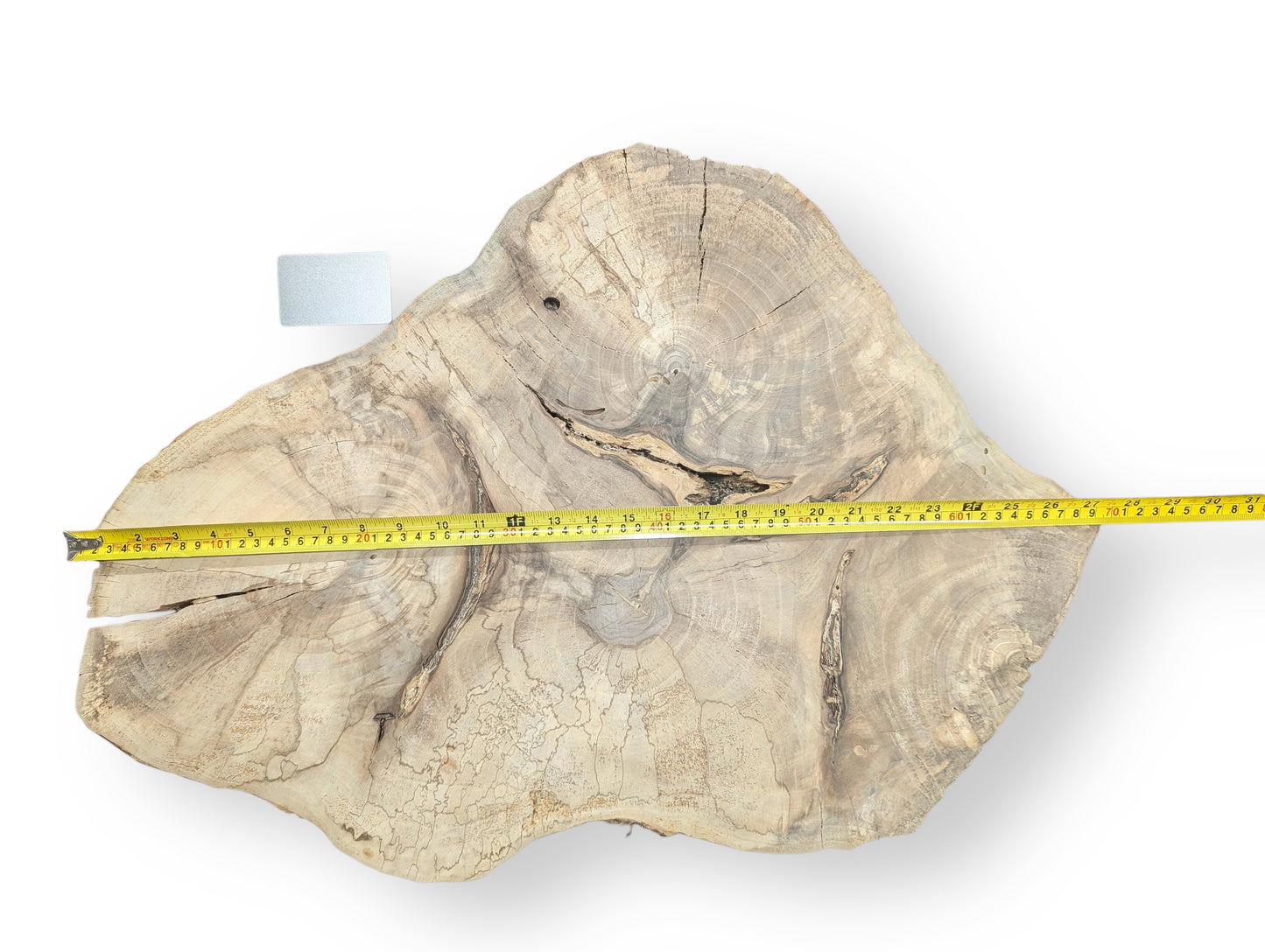 Pale, irregularly shaped English walnut root wood slice with visible grain, cracks, measuring tape, and card.