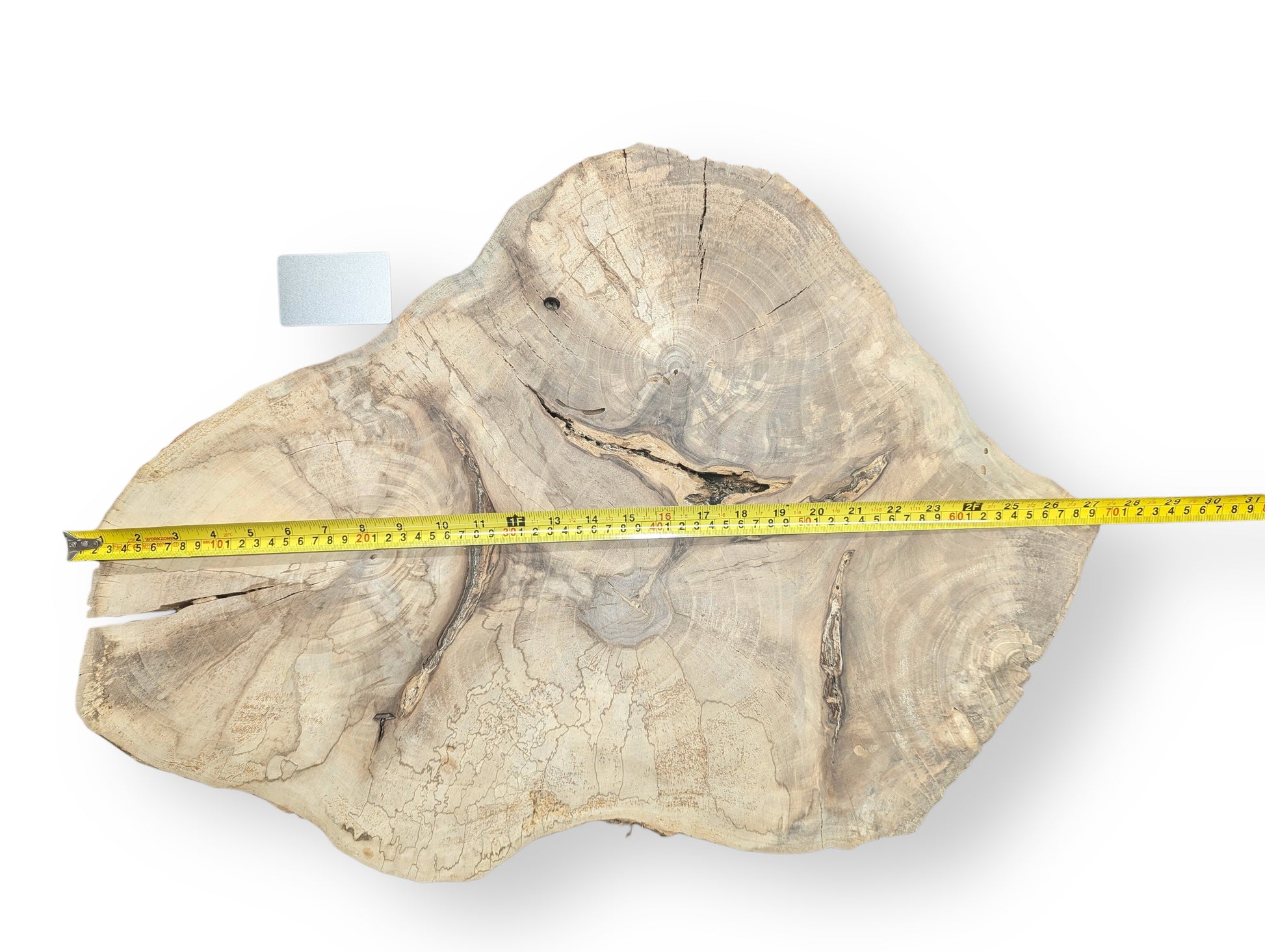Pale, irregularly shaped English walnut root wood slice with visible grain, cracks, measuring tape, and card.