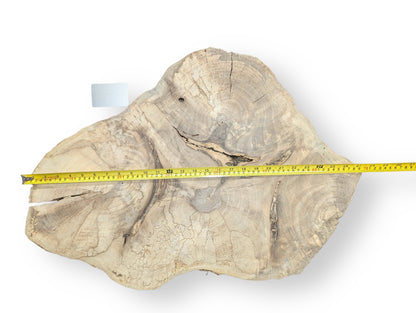 Pale, irregularly shaped English walnut root wood slice with visible grain, cracks, measuring tape, and card.