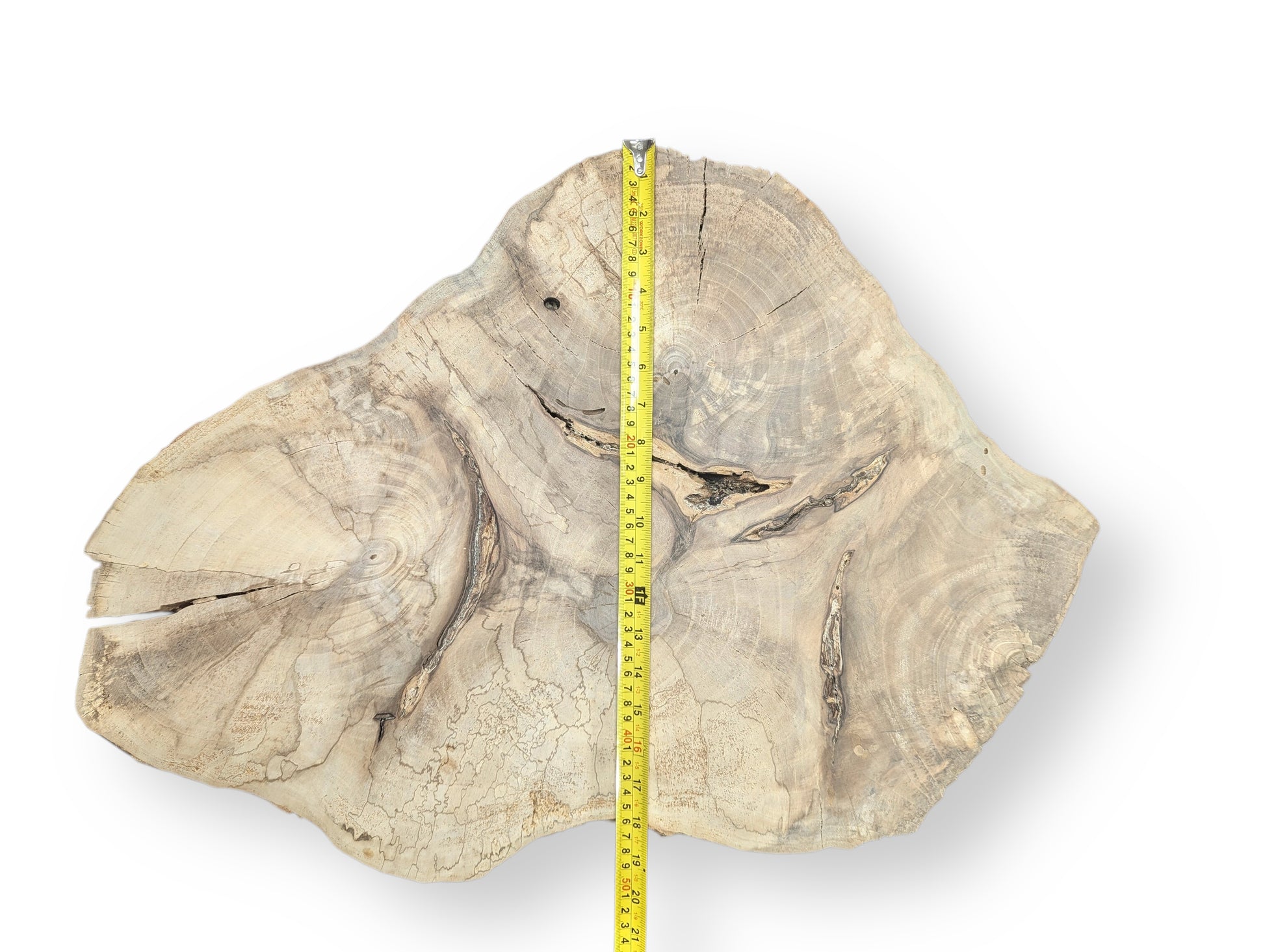 An irregularly shaped, pale English walnut root wood slice with visible grain, cracks, and a yellow measuring tape.