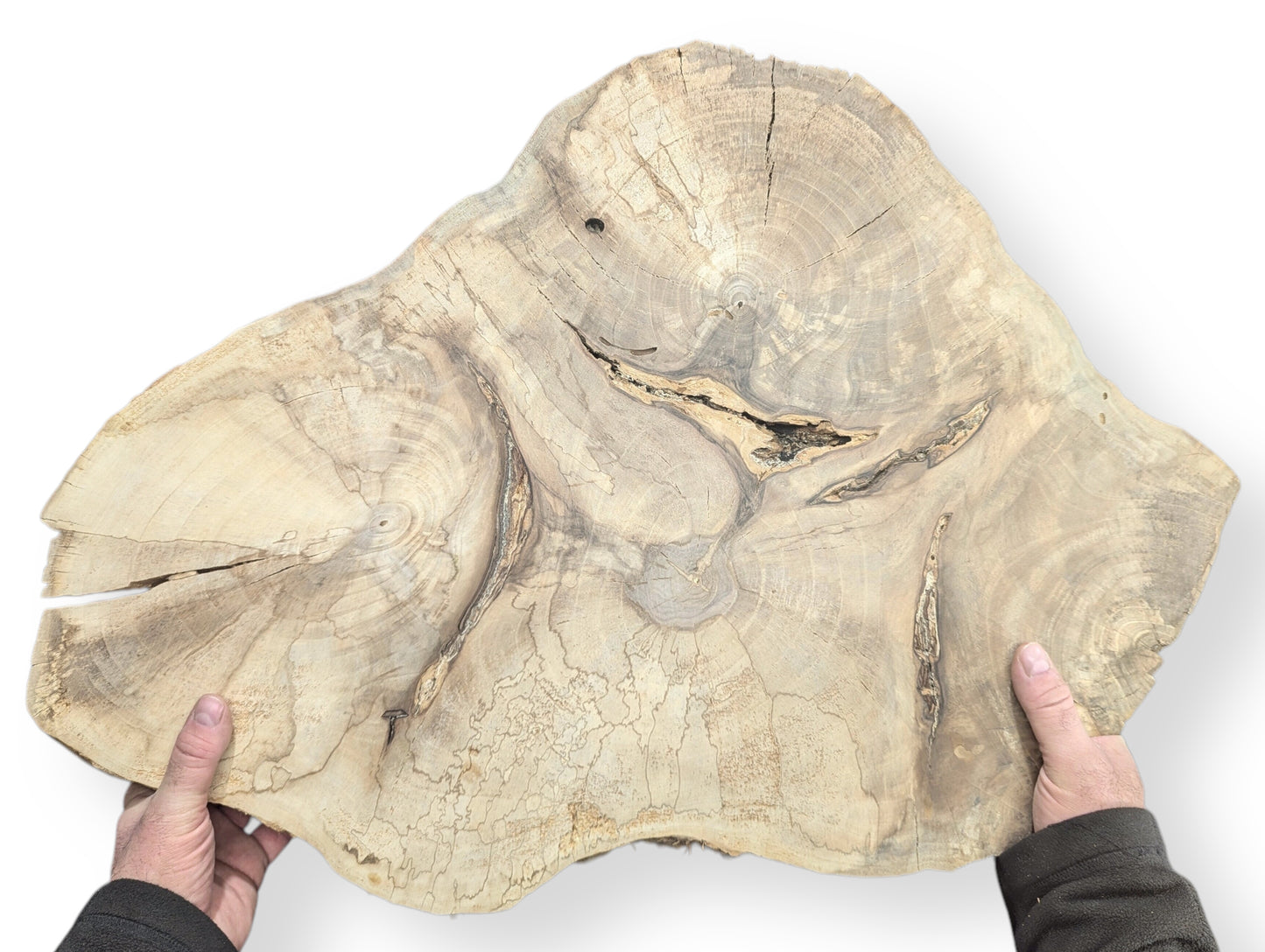 Light-toned, irregular English walnut root wood slice held by two hands, showing prominent grain and natural cracks.