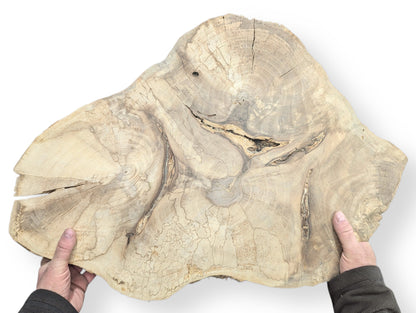 Light-toned, irregular English walnut root wood slice held by two hands, showing prominent grain and natural cracks.