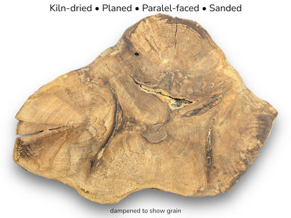 Irregular light brown walnut root slice displaying dark grain patterns and fissures with descriptive text overlays.