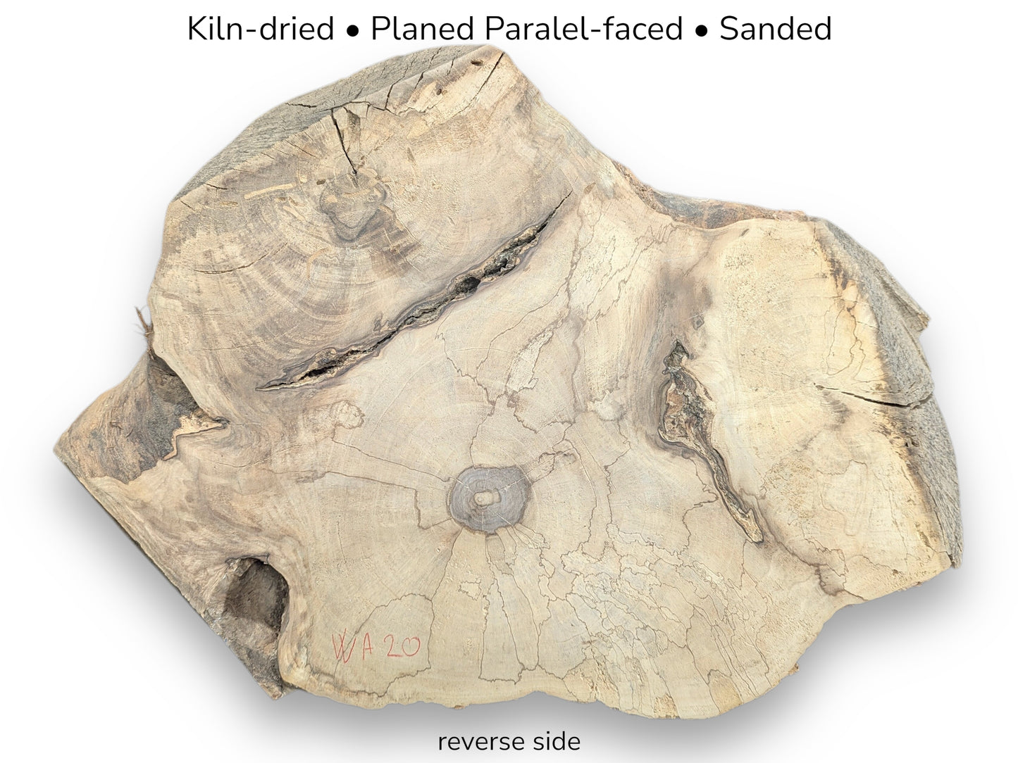 Reverse side of an irregular, light-toned English walnut root slice, kiln-dried, planed, sanded, with cracks.