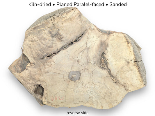 Reverse side of an irregular, light-toned English walnut root slice, kiln-dried, planed, sanded, with cracks.