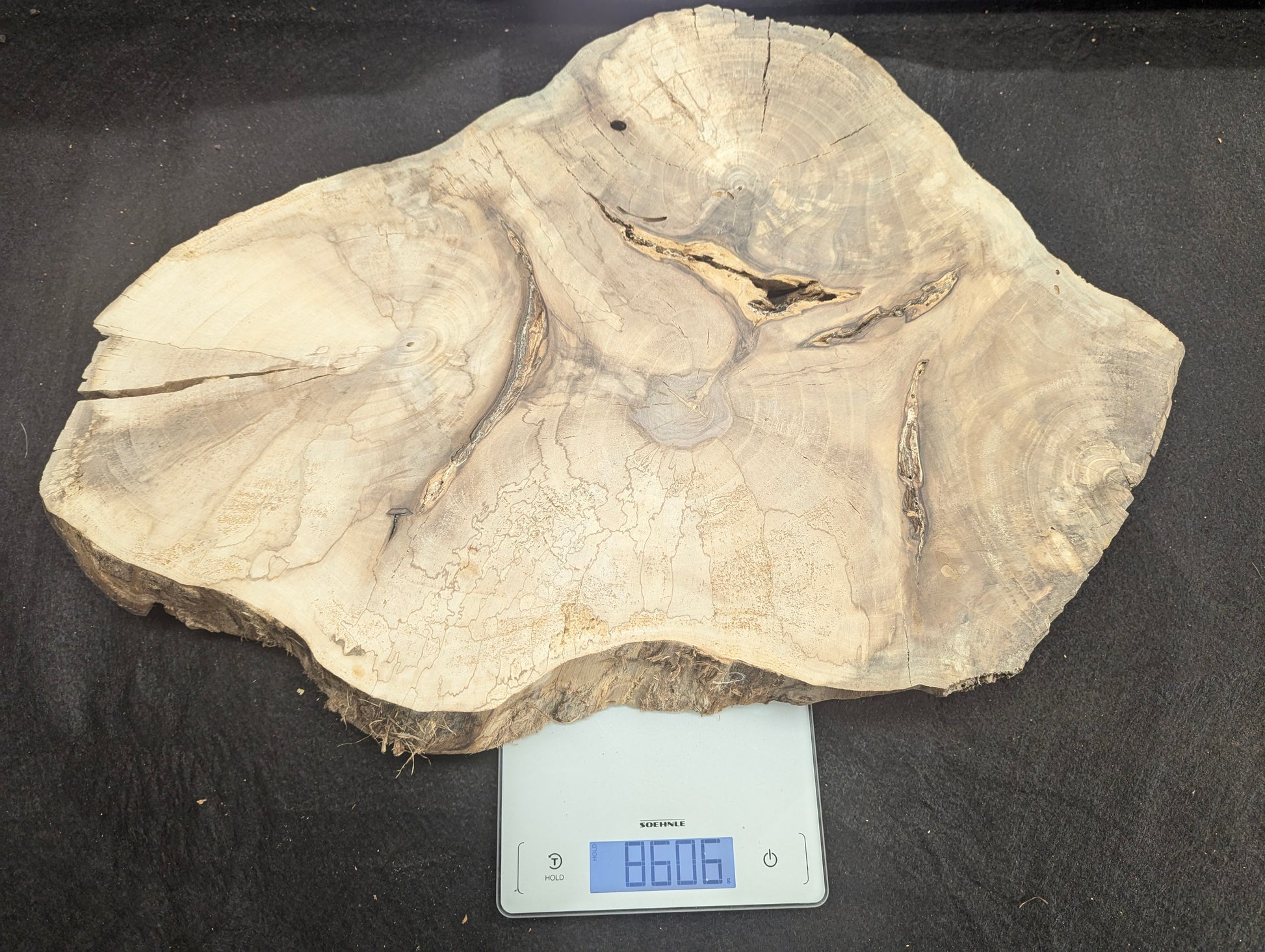 Pale English walnut root wood slice, irregularly shaped, featuring grain, deep cracks, on a scale displaying 8606.